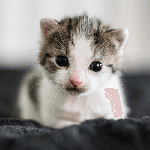 Pomagamy w adopcji